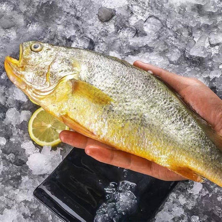 冰鲜小黄鱼 黄鱼
