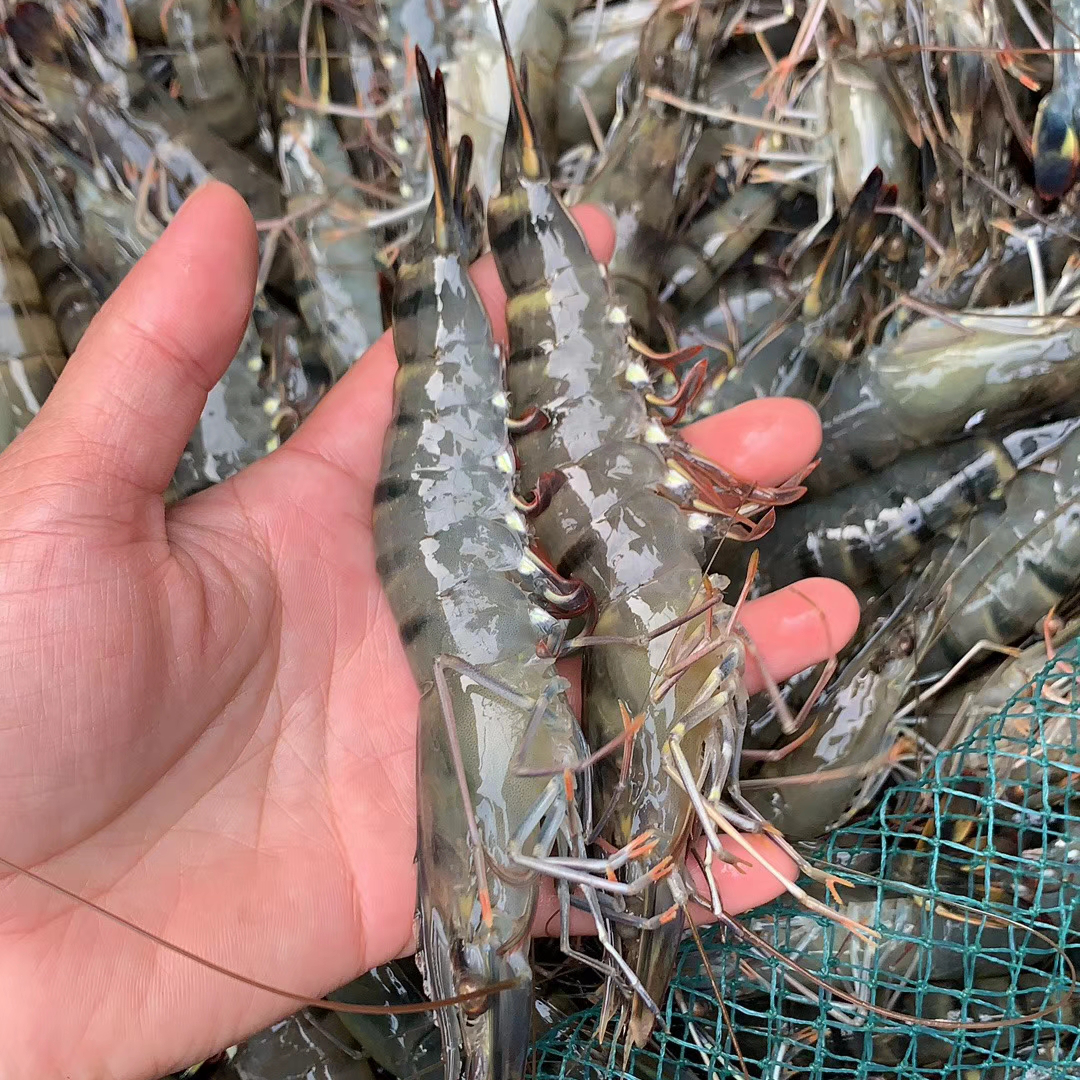 鲜活黑虎虾 老虎虾