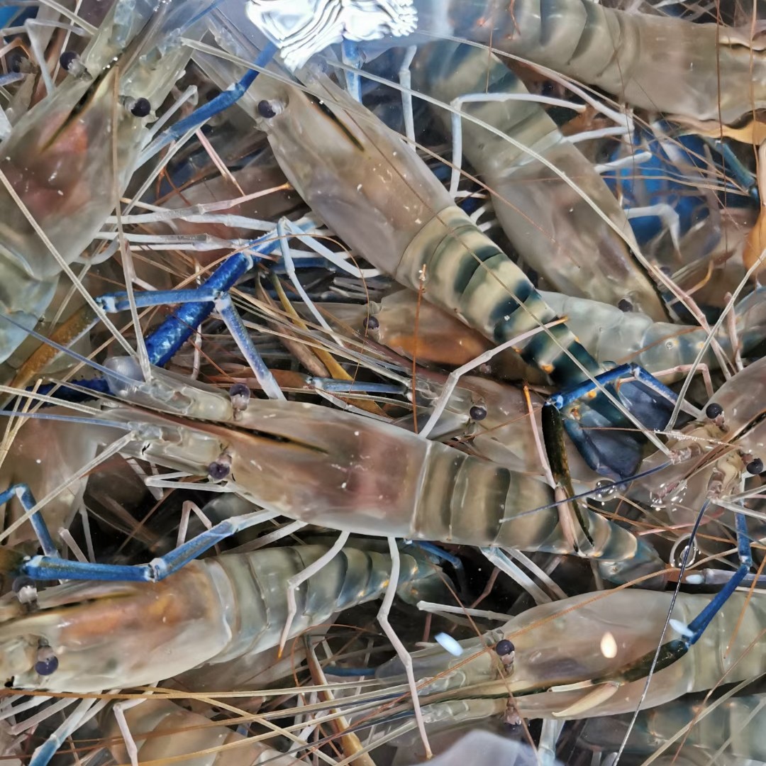 鲜活 罗氏虾 大头虾