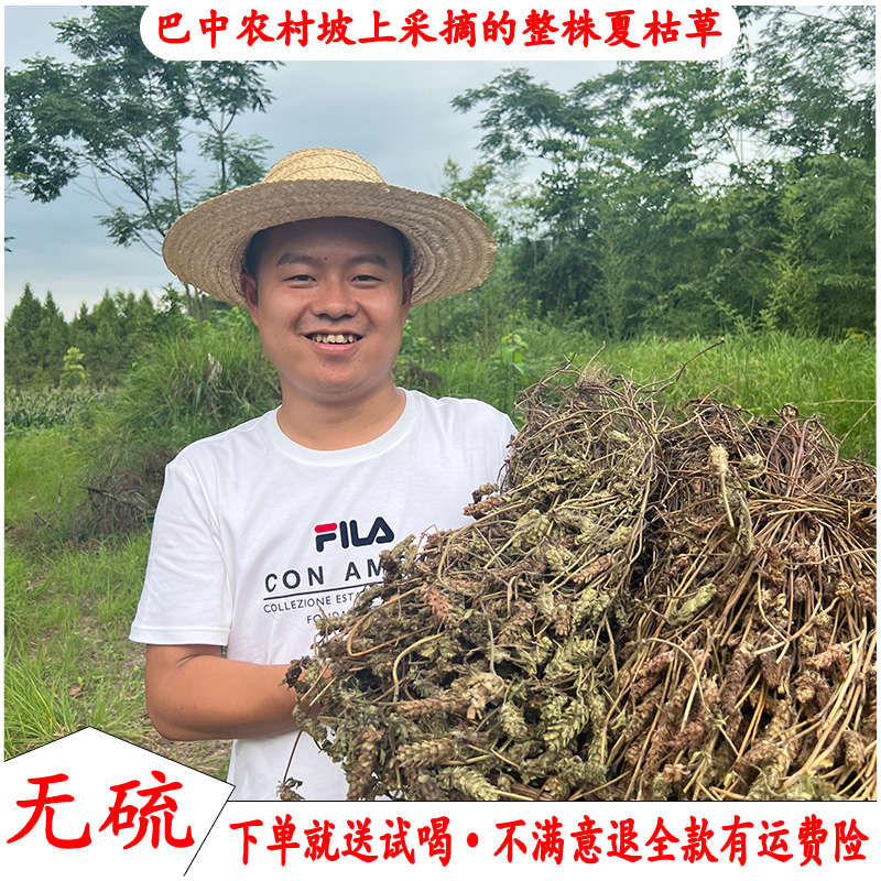 四川巴中自己坡上挖的夏枯草农家现挖带根新鲜晒干夏枯草采摘