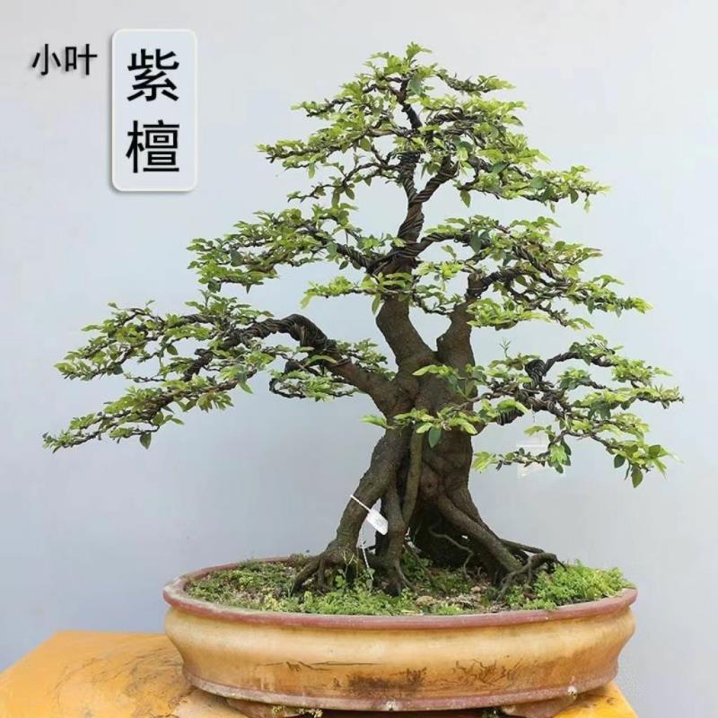 老桩小叶紫檀树桩盆景客厅桌面高档盆栽黑骨茶吸甲醛净化空气植物