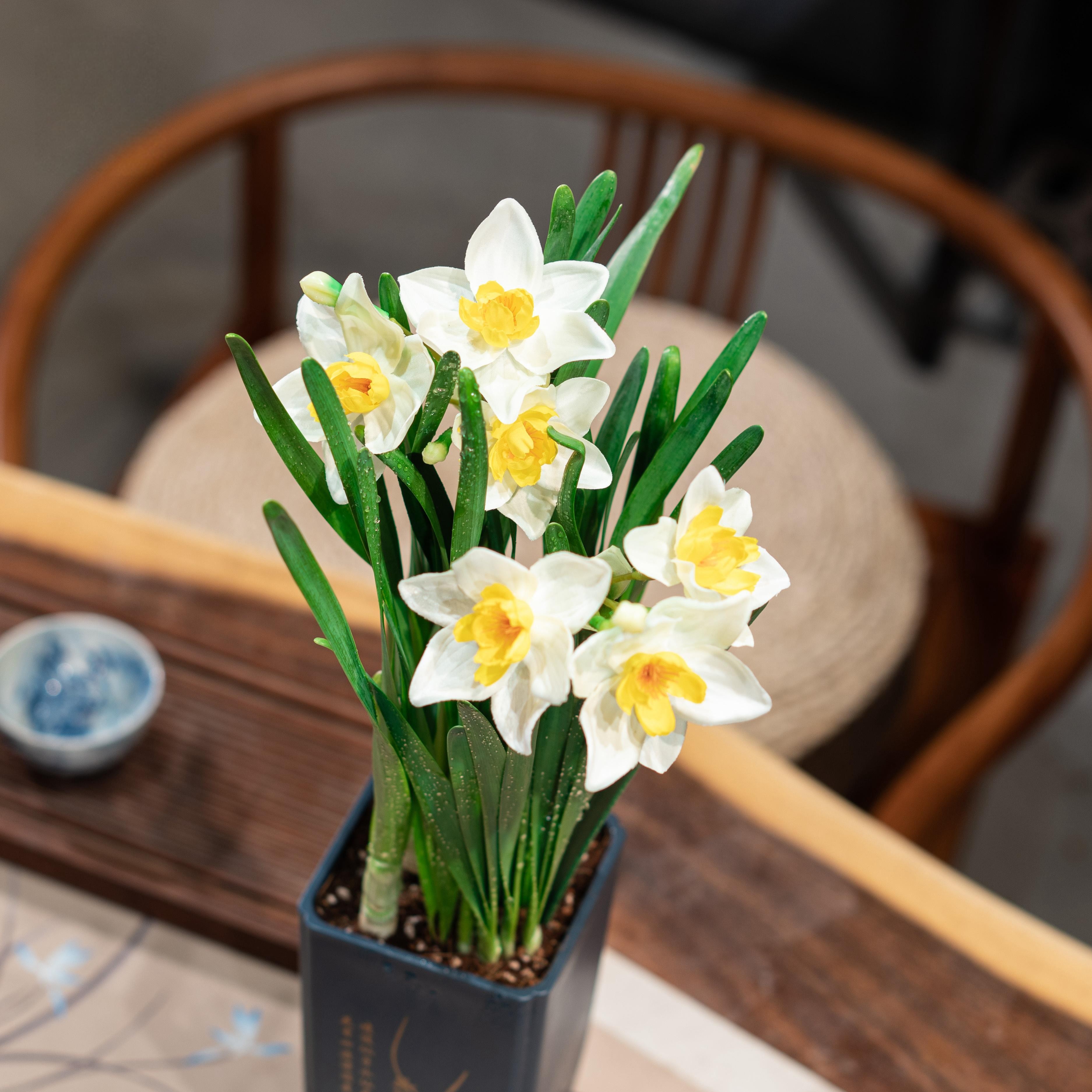 漳州水仙花盆栽带花苞基地土培种植清香水仙花水仙花盆栽绿植发货