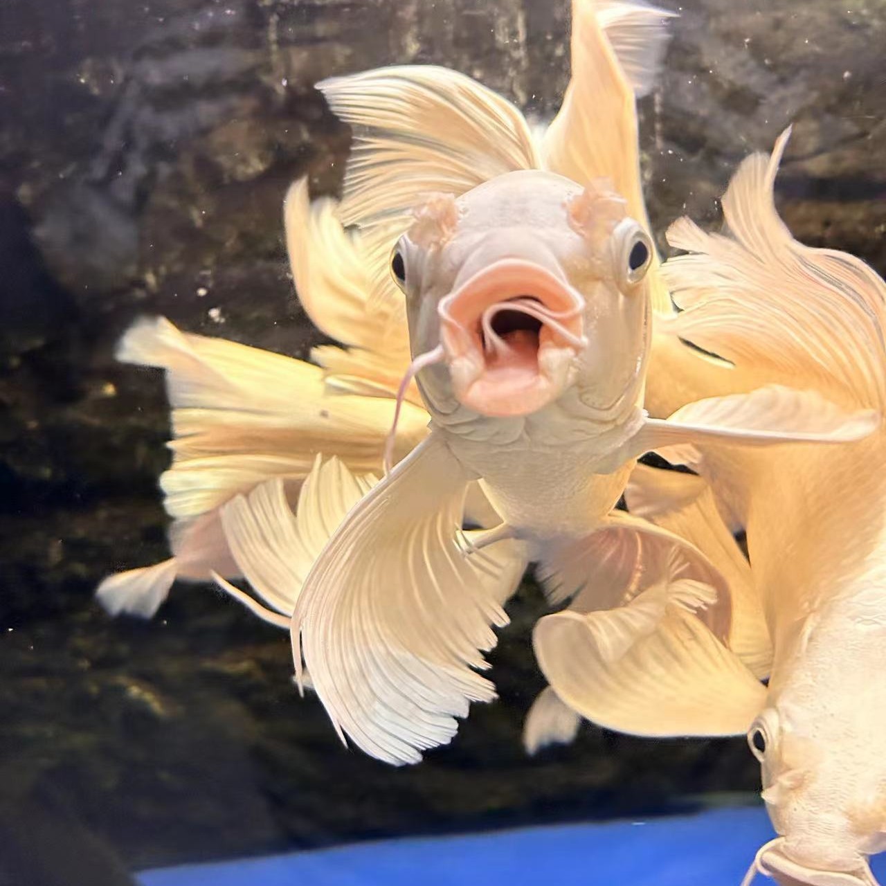 （直播间专拍）清仓 一对一 对版台湾蝴蝶鲤观赏鱼直播定价鱼