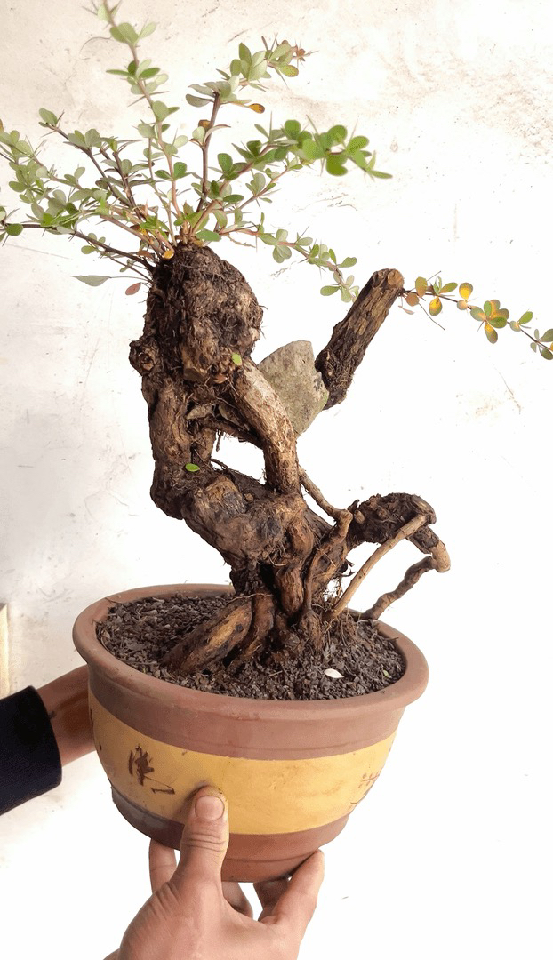 直播盆景链接（请勿乱拍）