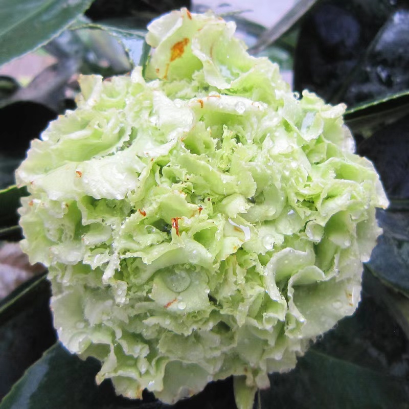 香妃山茶花盆栽带花苞五色赤丹花卉植物室内好养茶花树苗四季开花