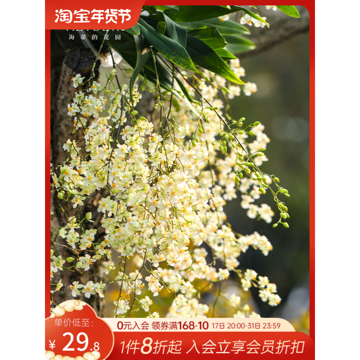 海蒂的花园梦香兰文心兰蝴蝶兰花苗盆栽带花兰花秋冬花卉室内植物