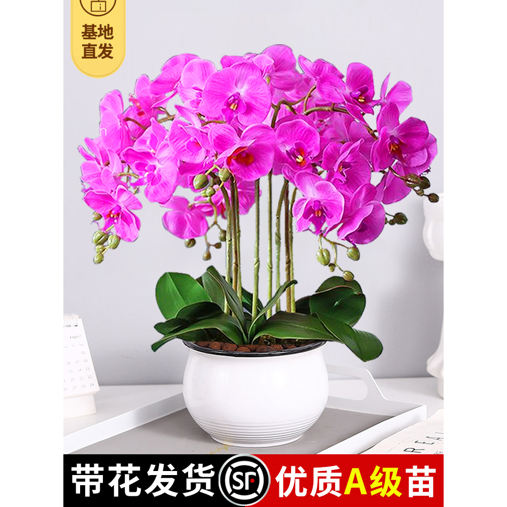 真花特级蝴蝶兰盆栽带花苞双剑大苗花卉年花室内客厅前台鲜花花苗