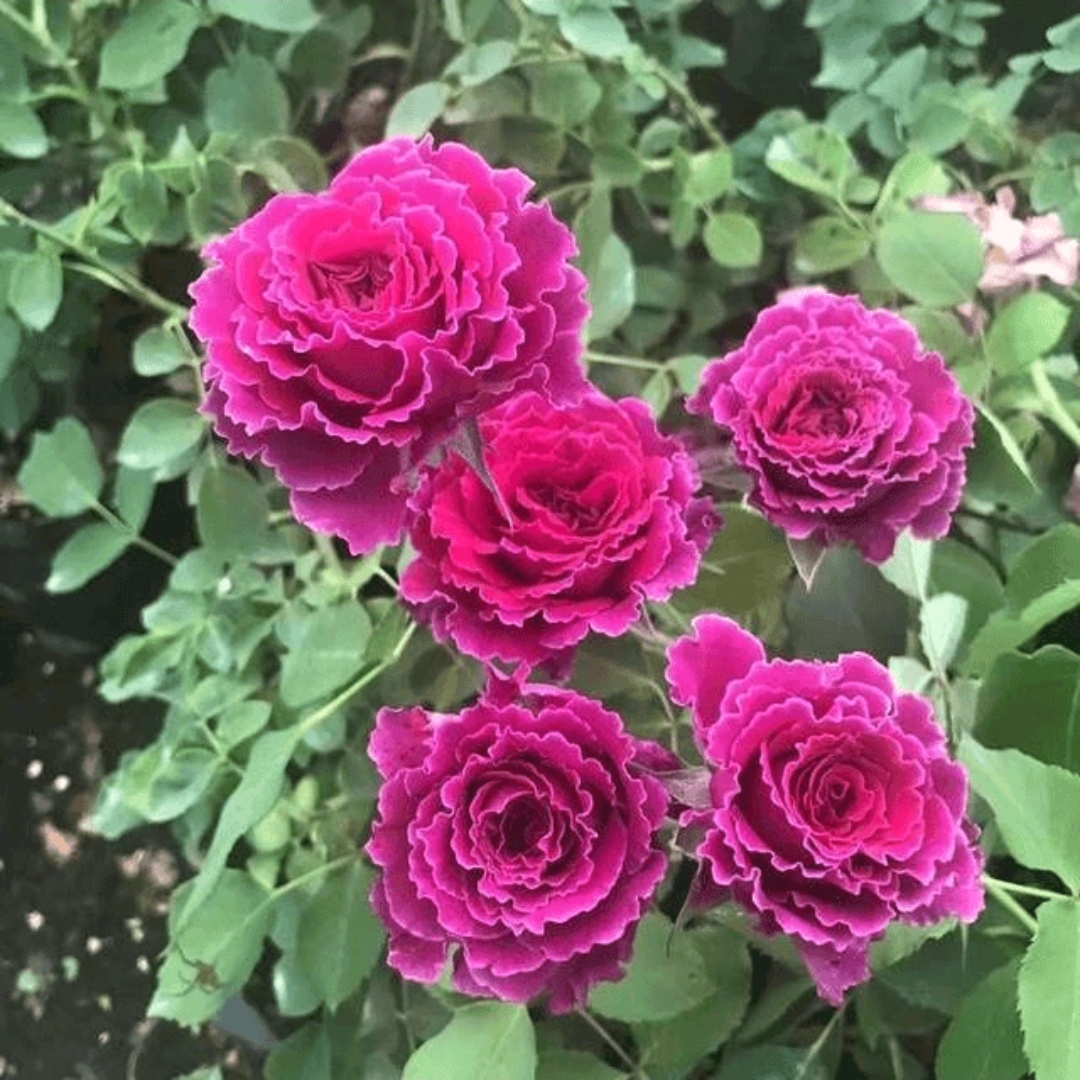【草药独颗】阳台庭院好养护抗病性强月季盆栽花卉绿植月季