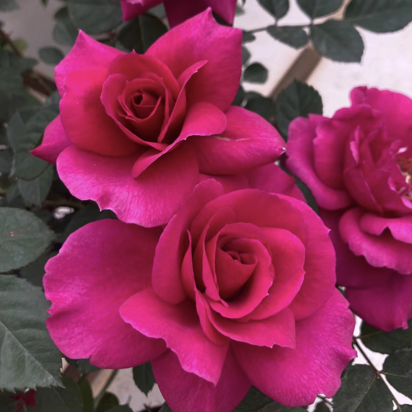 【大富贵  多颗】浓香大花阳台花园好养护抗病性强花卉绿植月季盆栽