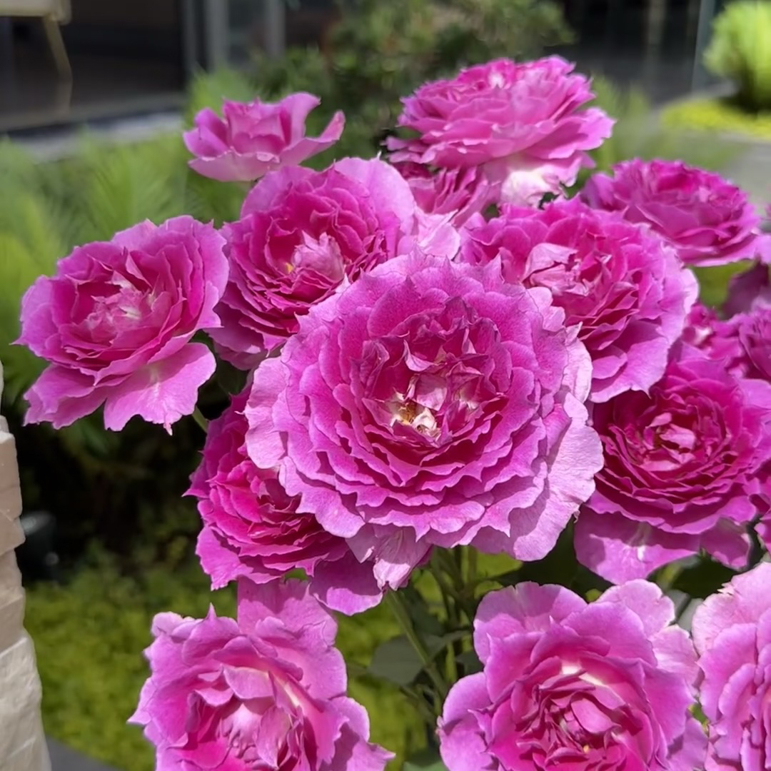 【天方夜潭】浓香阳台庭院花园楼顶好养护花卉绿植月季盆栽