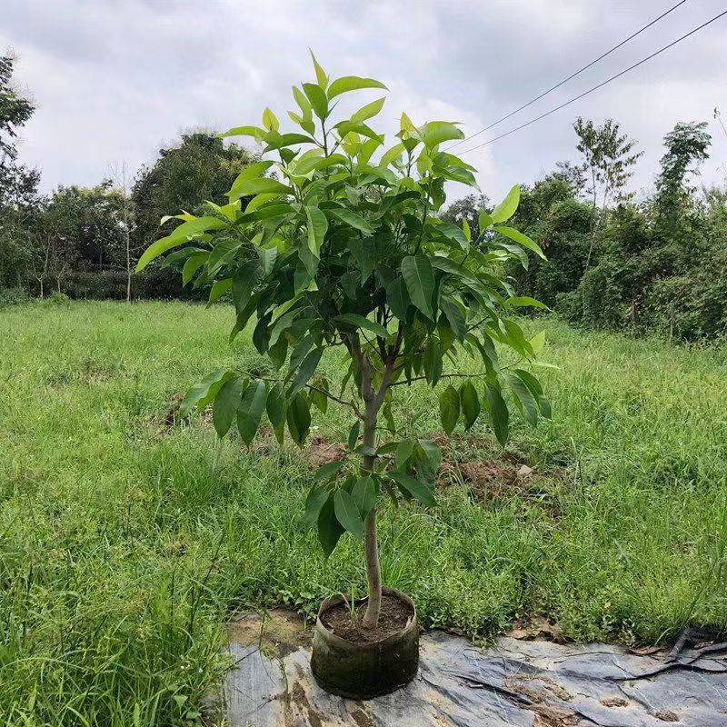 白兰花盆栽花卉植物室内玉兰树苗带花苞四季开花浓香黄玉兰角兰花