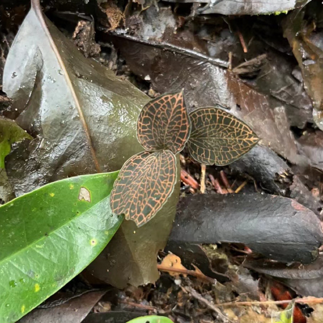 【苗阿妹小小】贵州山货金线莲草