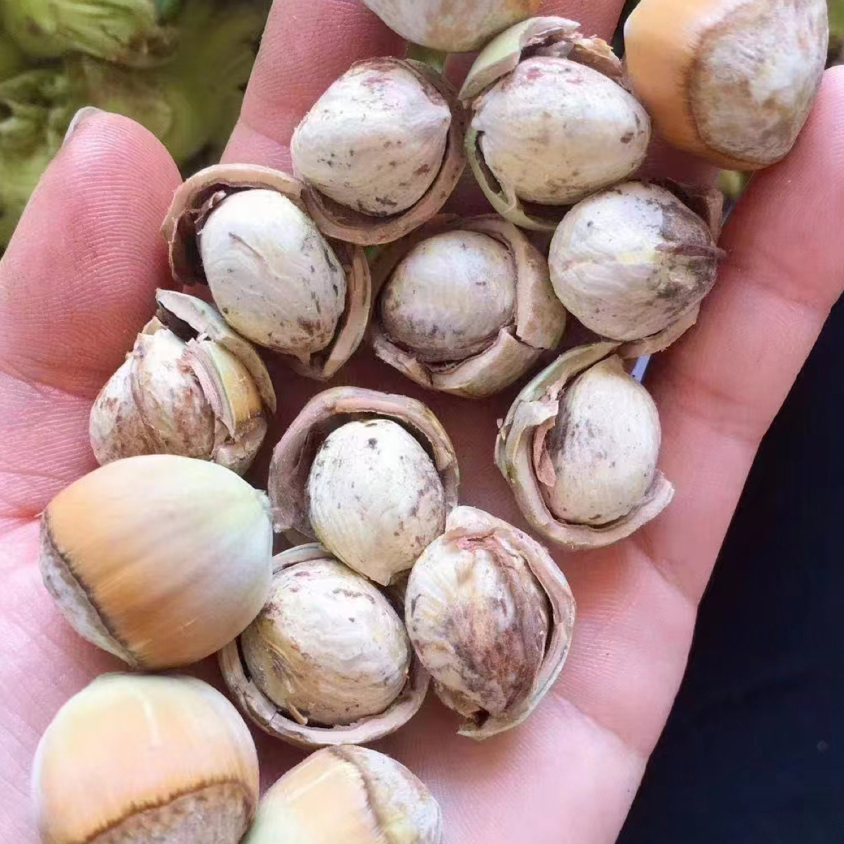 当年新下大榛子五斤（大果）