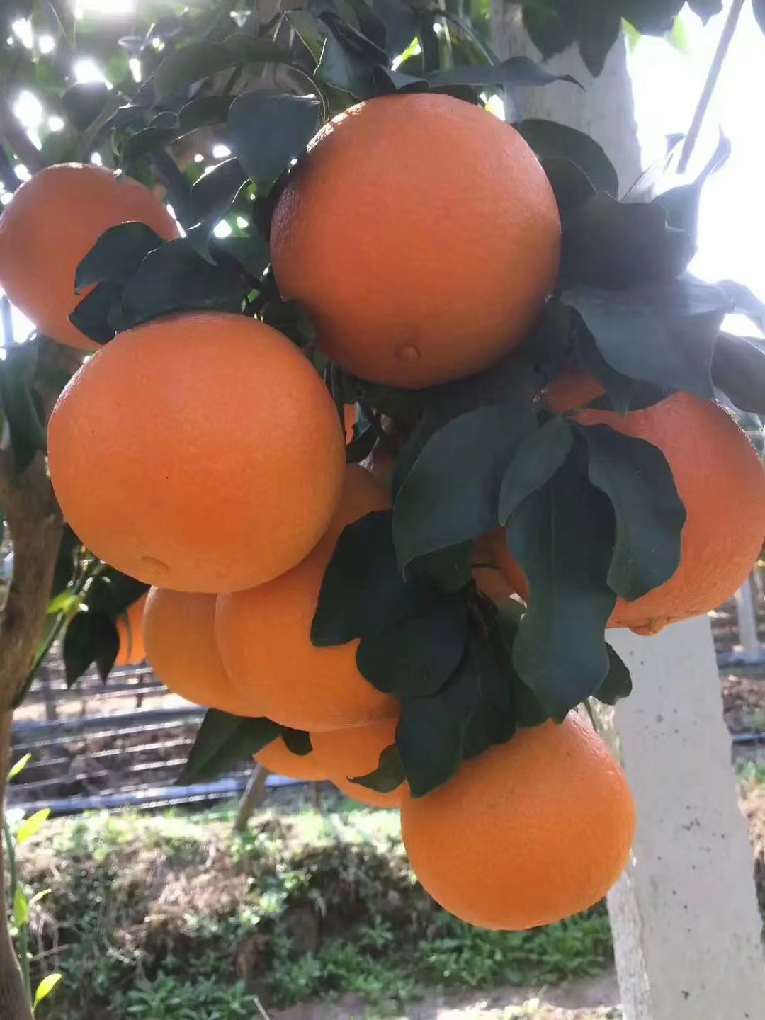 【柑橘橙】花园阳台高端地栽盆栽庭院种植果树花卉绿植园艺