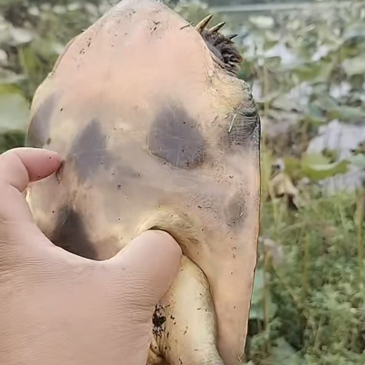 1外塘生态鱼，直播间现场称重，一物一拍