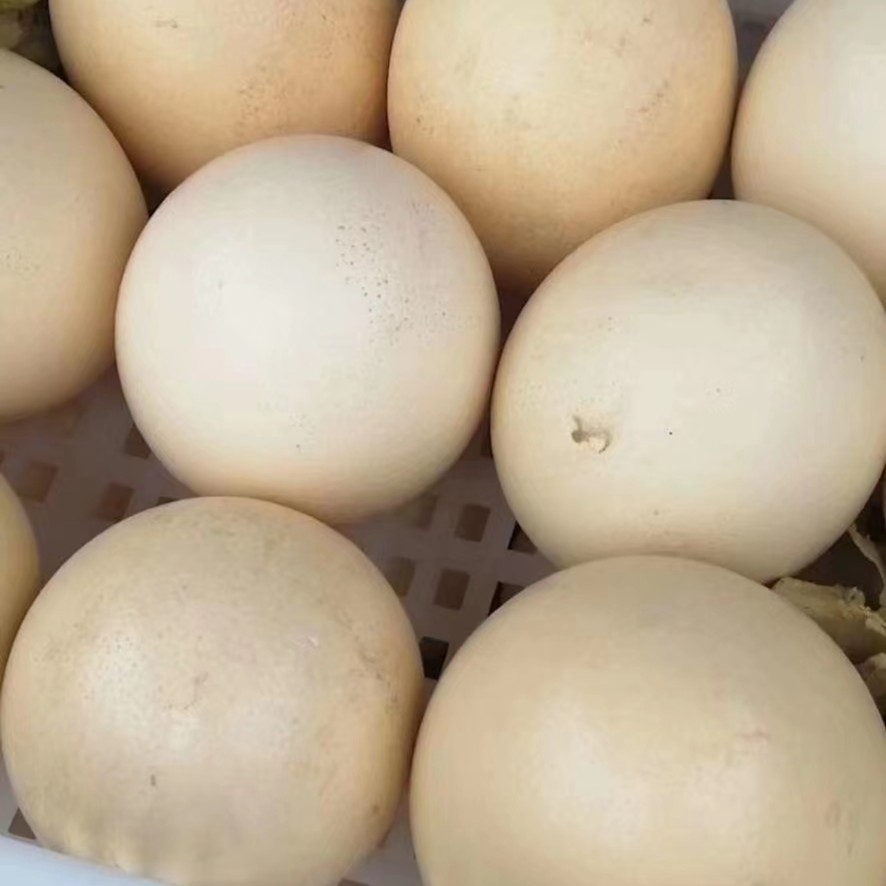 鸵鸟蛋，大个蛋，巨蛋，食用蛋，农场直销鸟蛋，