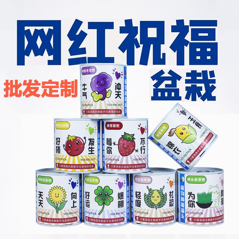 办公室绿植小盆栽 神奇植物室内迷你桌面儿童种植网红祝福绿植盆