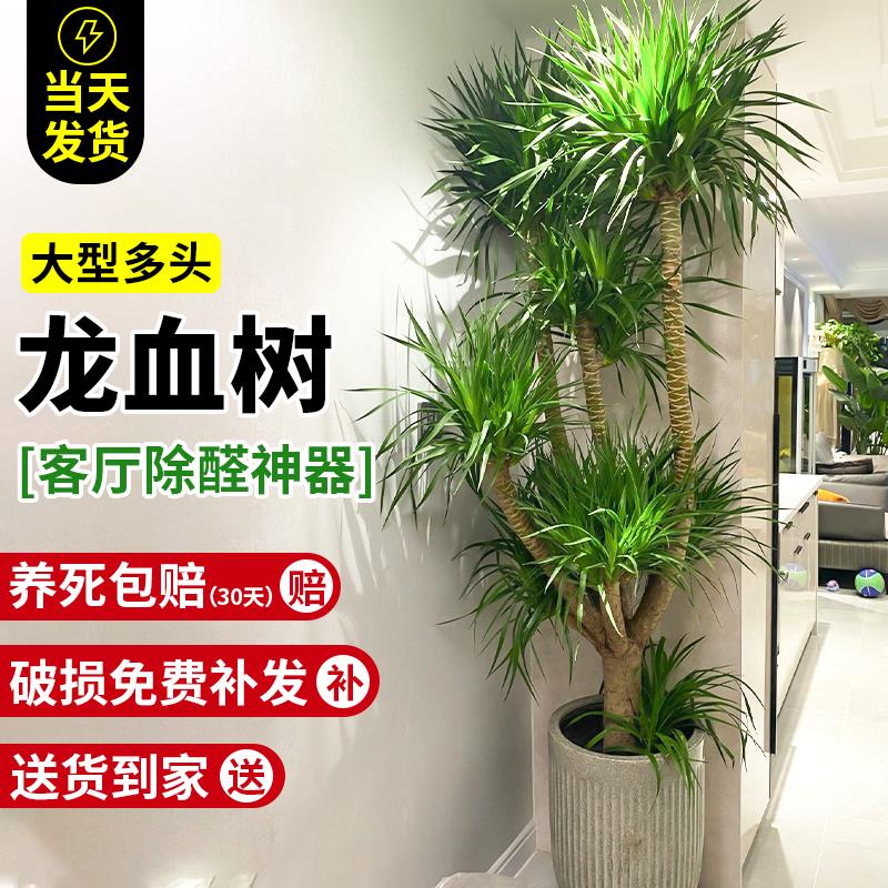 龙血树盆栽绿植室内大型客厅大盆景多头龙铁树龙须树办公室植物