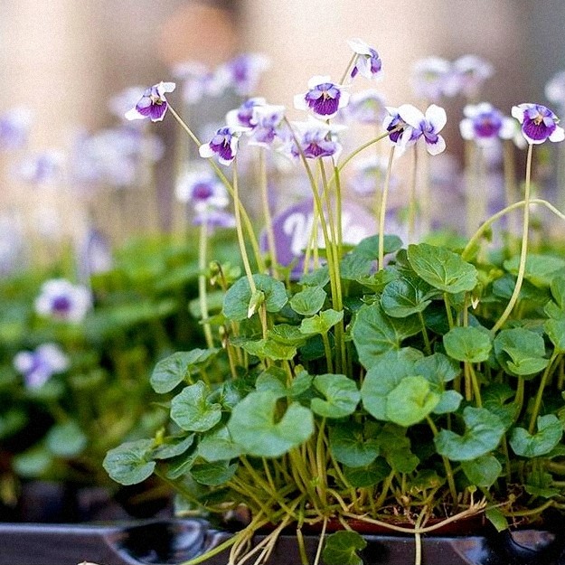 熊猫堇 垂吊 室内绿植花卉 多年生 庭院地被植物