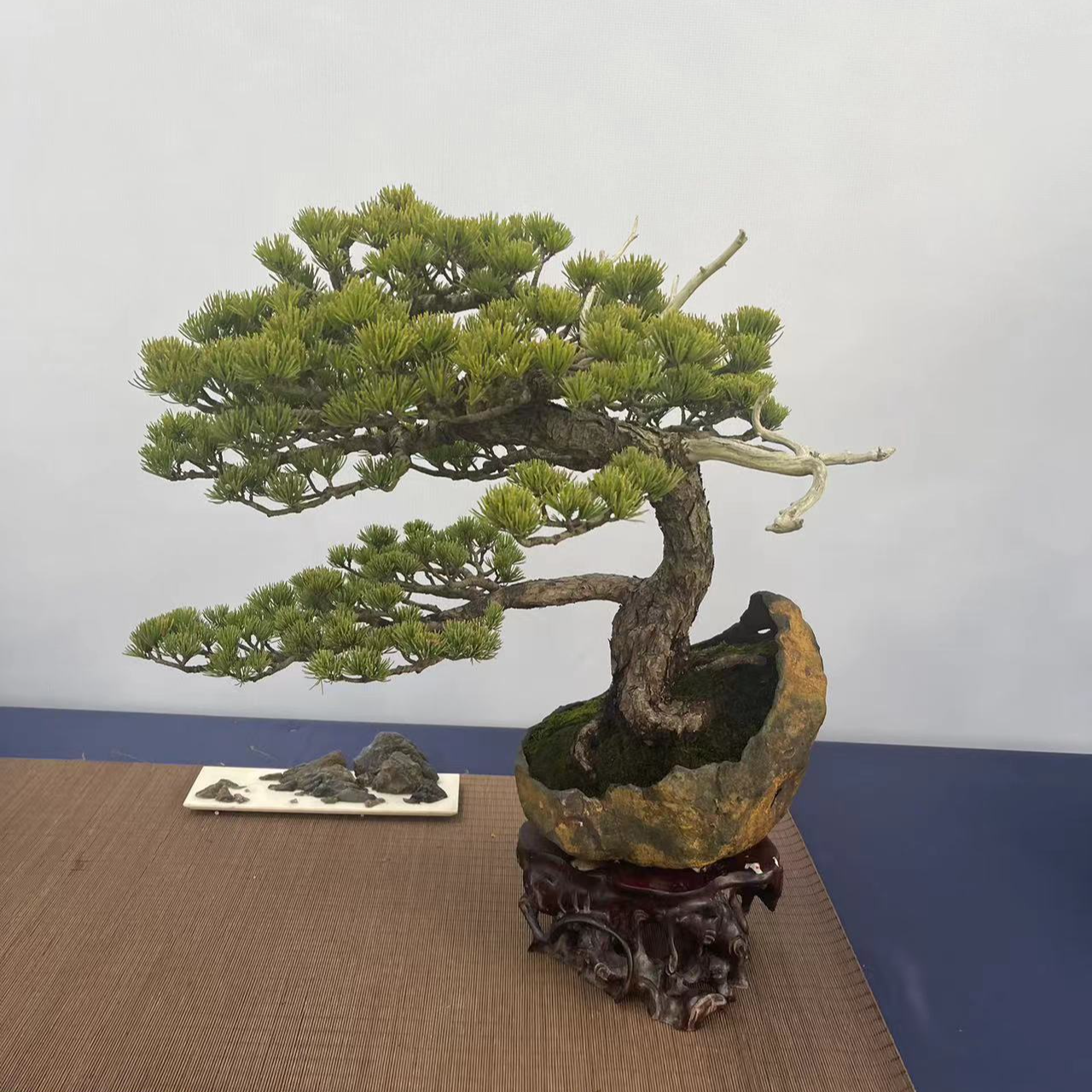 黑松盆景素材耐寒耐旱一物一拍