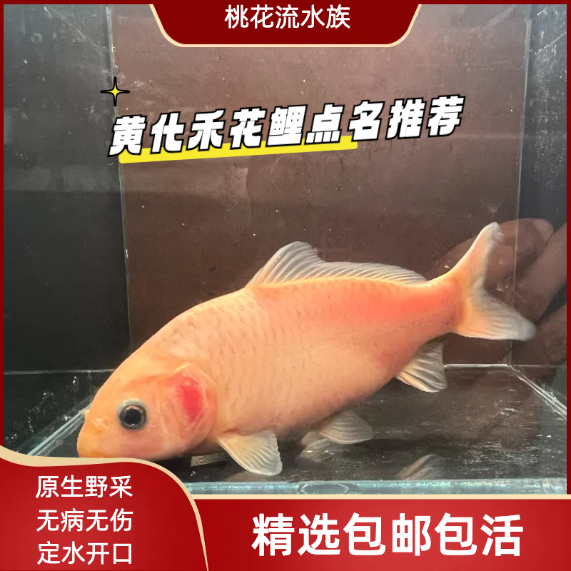 黄化禾花鲤荷包鲤鱼冷水球体短身入门便宜低温耐活