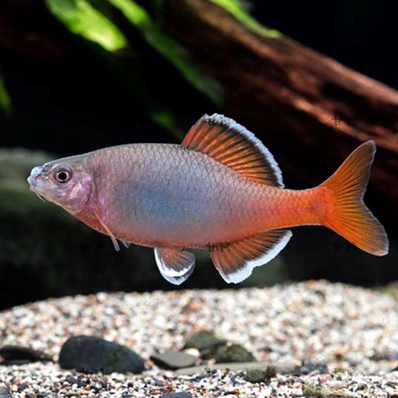 广西白边须鱊白边红须鱊网红白须鱊原生冷水鳑鮍鱊群游溪流观赏鱼