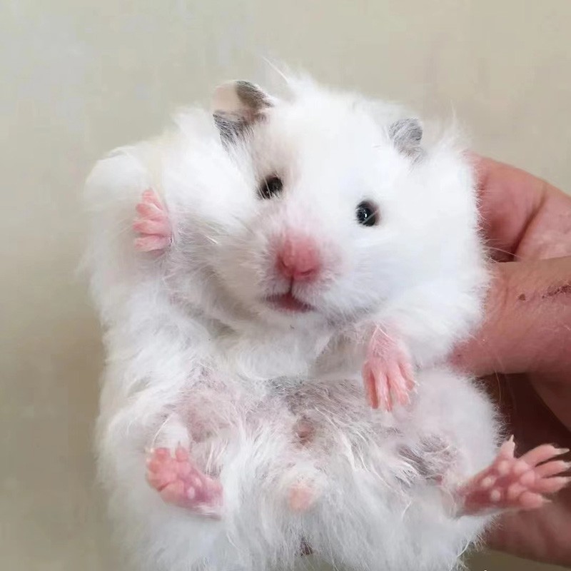 金丝熊仓鼠长毛米熊虎纹短毛眼圈奶牛银狐紫仓三线布丁活体小宠物