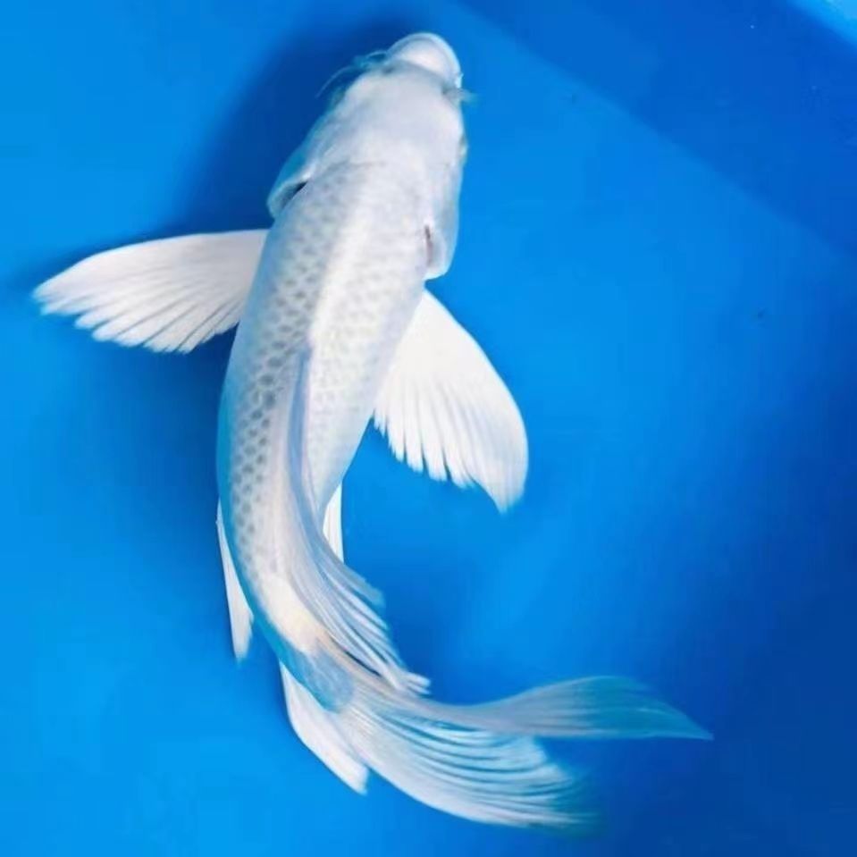 蝴蝶鲤  自家土塘  白色 红色  黑色  熊猫15公分以上