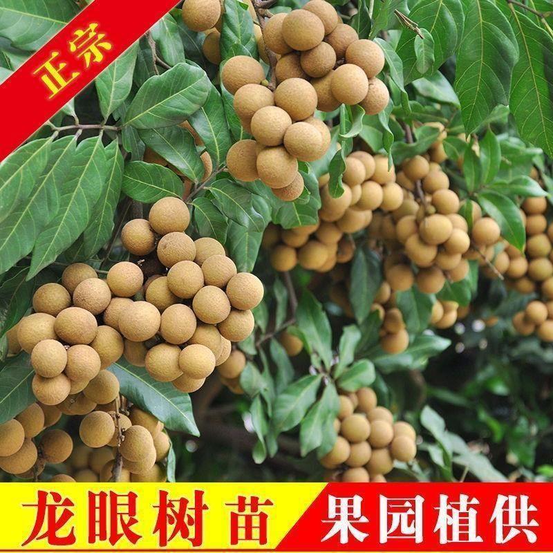 【耐寒带土】四季无核龙眼苗果树苗南北方种植盆栽储良石硖桂圆苗