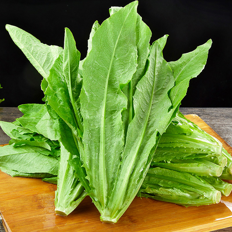 500克大颗甜脆油麦菜种子鲜嫩蔬菜基地种植生长快抗性好