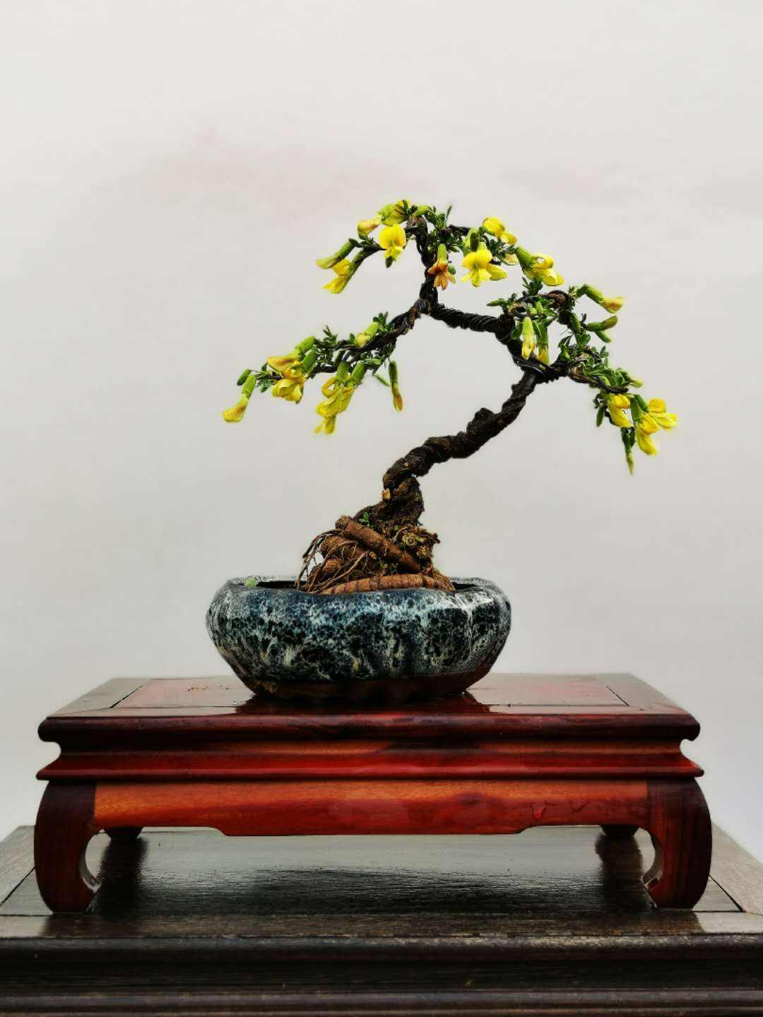 【直播间选货】直播专用 一物一拍 金雀 盆景四大家之首盆栽