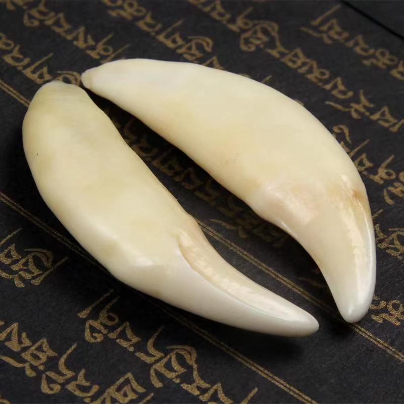 【稀缺5.4cm】真品黑狗牙大獒牙男士女士挂坠创意饰品