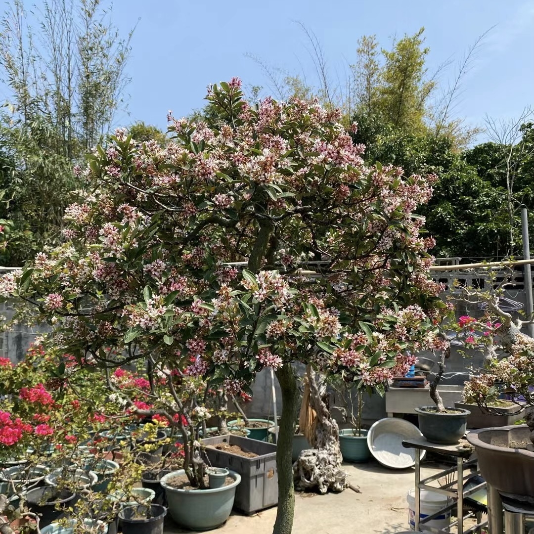 春花绿植 石枫 栀子花 海岛  盆栽绿植（多样性）