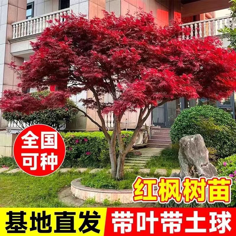 正宗红枫树四季红原生三季中国红枫日本红枫庭院风景树地栽耐寒