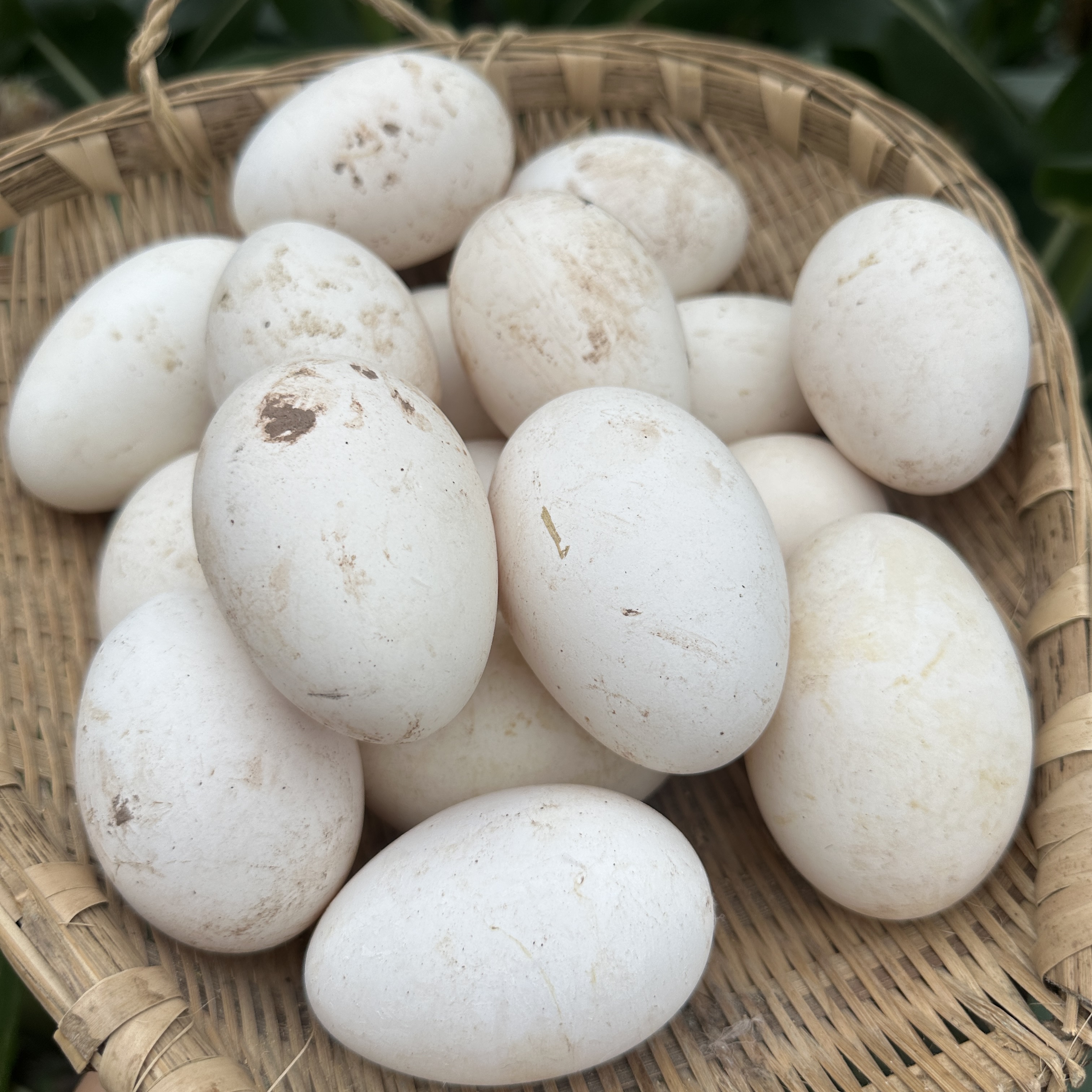 乐至【唐主任乡村生活】农家土鹅蛋专属链接