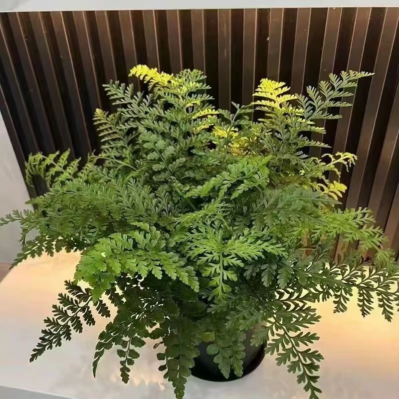 吉姆蕨盆栽网红蕨类金毛绿植室内平安蕨养活网红大型摆件植物