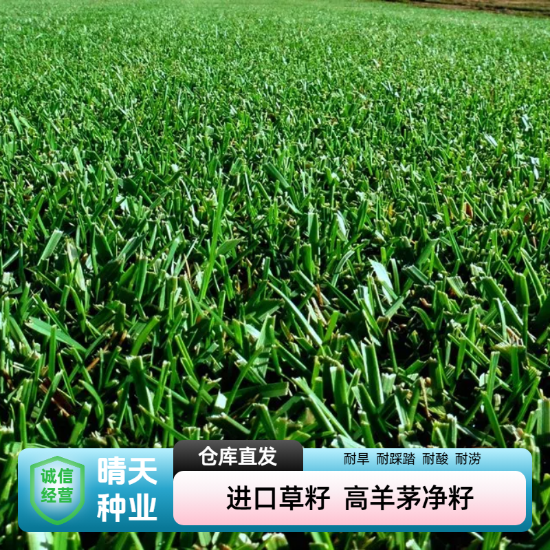 进口高羊茅草籽耐寒耐旱种子冬季常青护坡绿化耐践踏庭院优质绿草