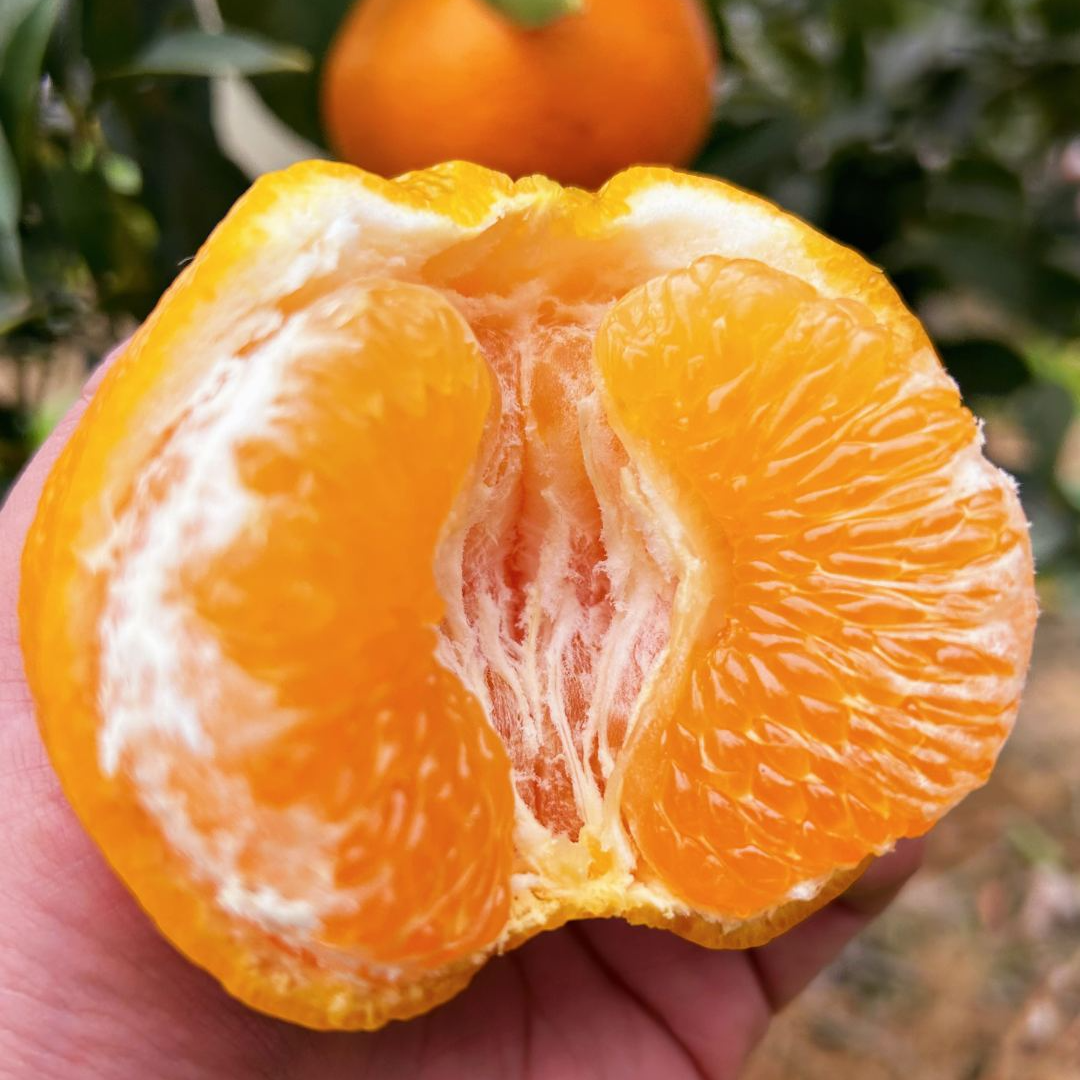 W[净重8斤]四川春见耙耙柑Orange新鲜水果现摘现发T