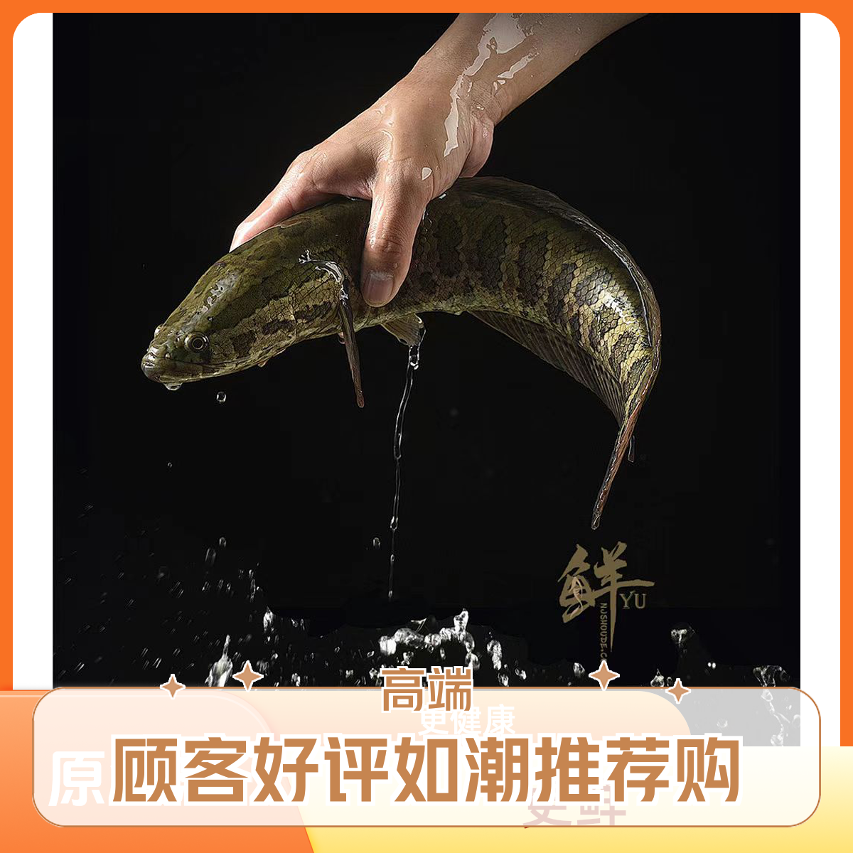 野生黑鱼 鲜活直达   直播间现拍   仅发江浙沪   下单须谨慎