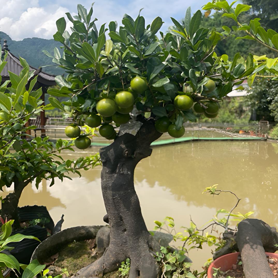 金弹子原生老桩（直播间一物一拍专用链接）请勿随意下单