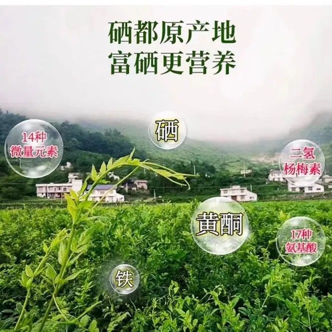 3A恩施野生芽尖藤茶非张家界霉茶100克250克500克