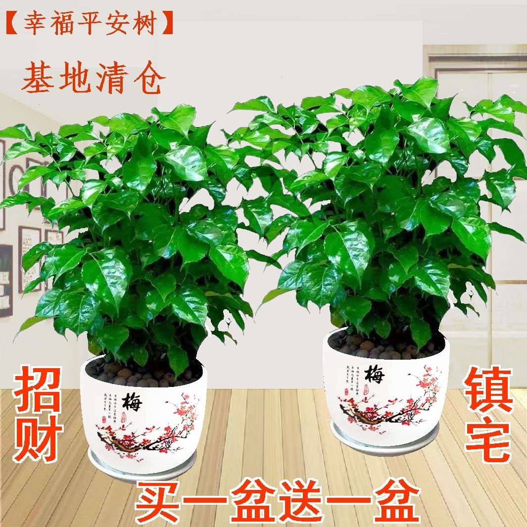 幸福树盆栽绿植平安树肥料室内客厅好养活耐寒净化空气吸甲醛植物