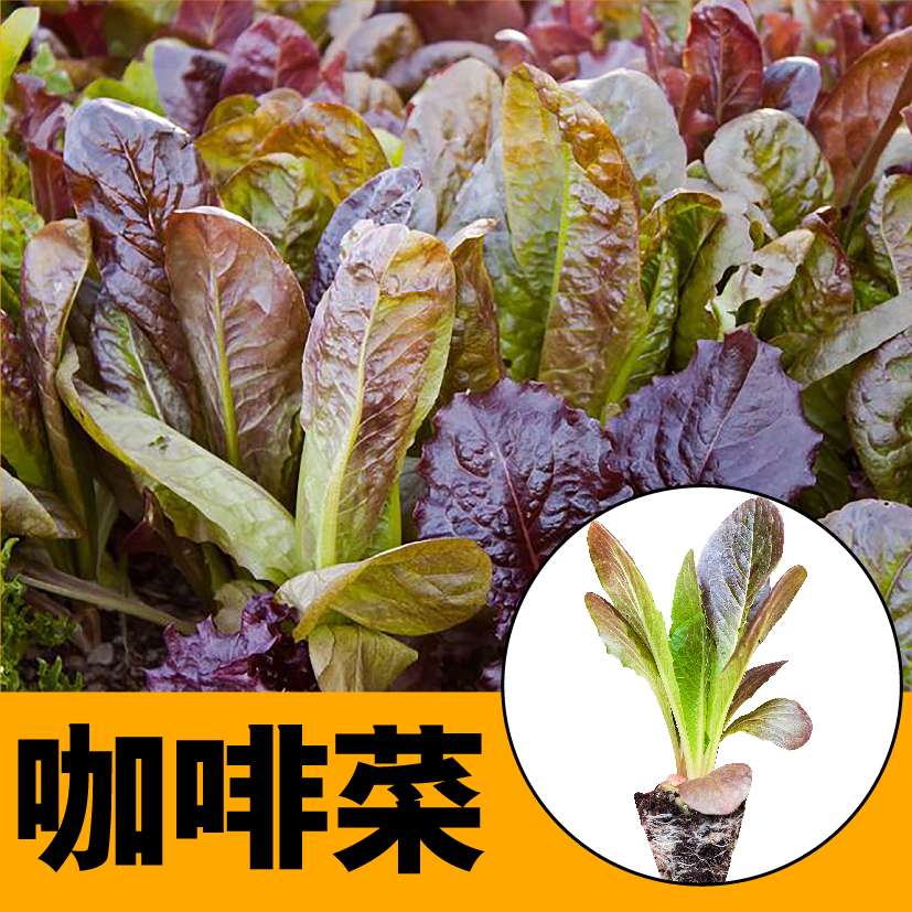 咖啡香麦菜生菜苗秧种子四季阳台盆栽耐寒速生孔雀菜紫绿红生菜苗
