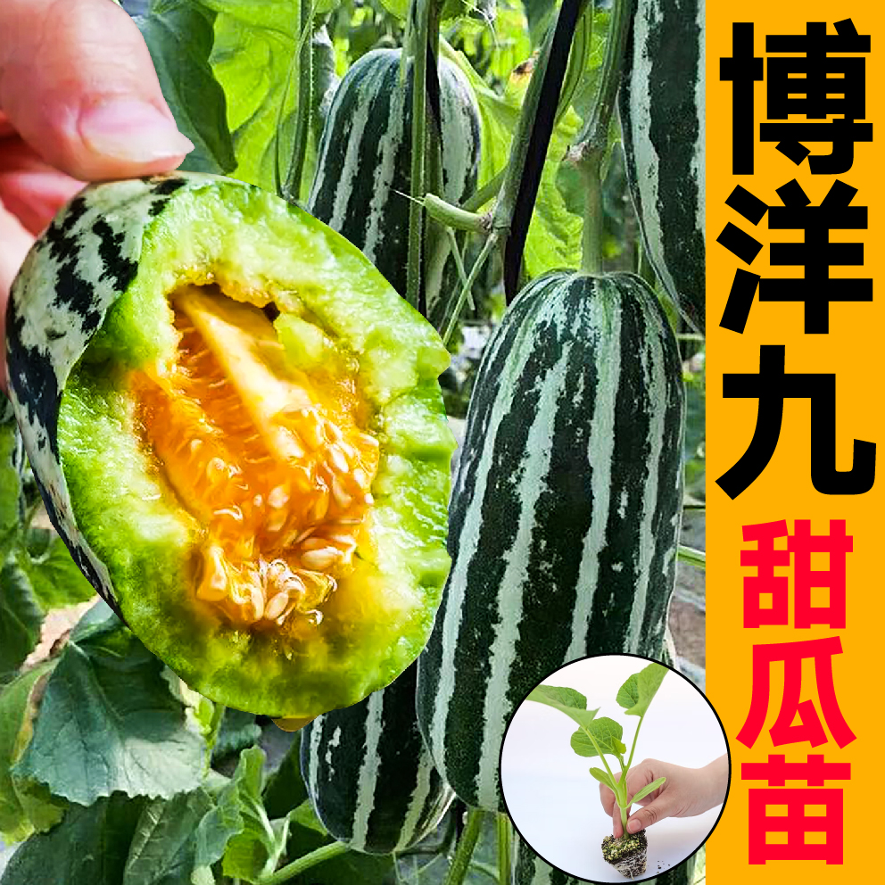 超甜博洋九甜瓜苗秧带土球脆甜绿宝石羊角蜜甜瓜种子春秋四季盆栽
