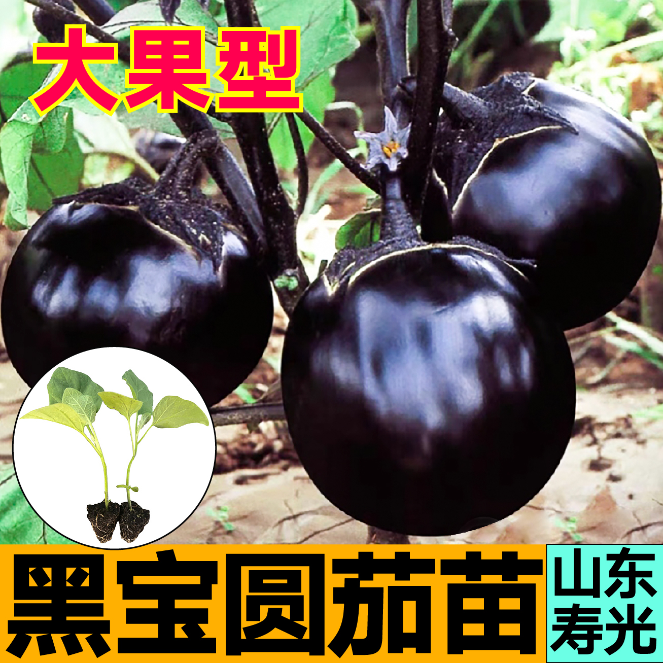 寿光黑宝圆茄子秧苗带土球黑紫长茄绿长茄白长茄线茄竹丝杭茄种子