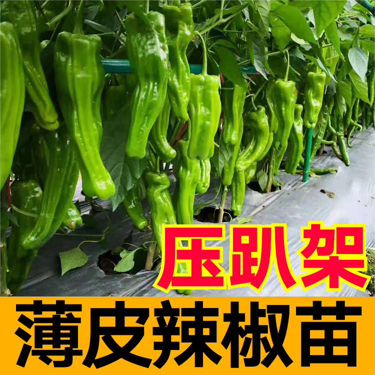 压趴架大果薄皮辣椒苗秧高产盆栽阳台种苗春秋四季青椒杭椒线椒