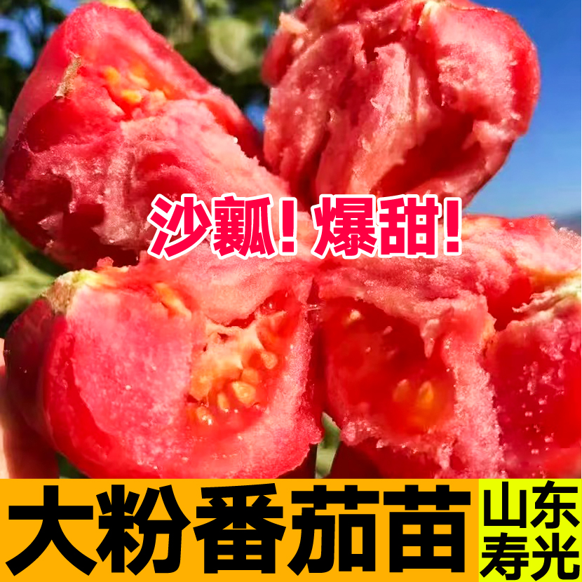 沙瓤爆甜大粉番茄秧苗带土球粉冠大红硬果西红柿种子四季盆栽高产