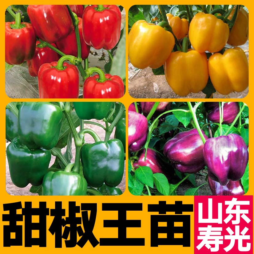 特大果五彩甜椒王苗秧带土球红绿黄紫太空椒方椒辣椒种子盆栽寿光