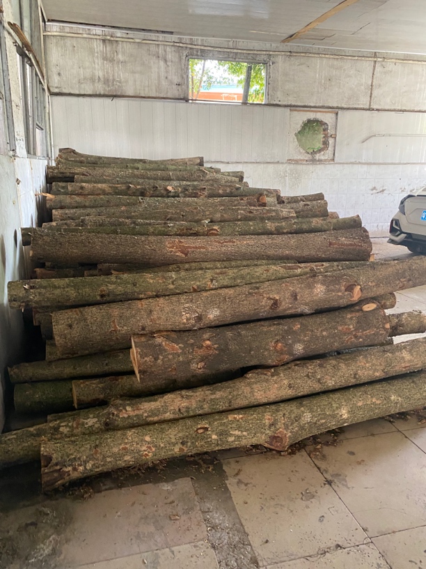 四川小叶桢楠金丝楠木