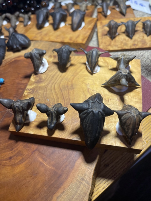 50专拍链接-鬼角菩提